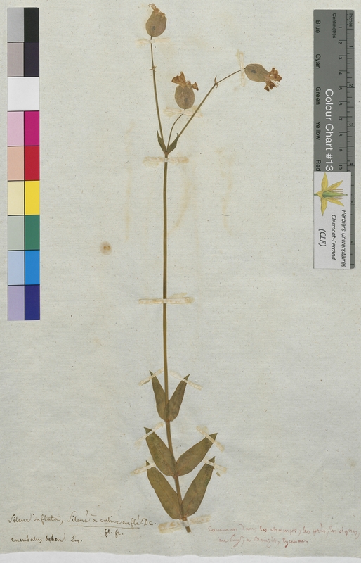 Silene inflata (Caryophyllaceae)