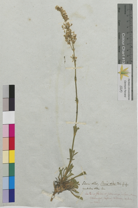 Silene otites (Caryophyllaceae)