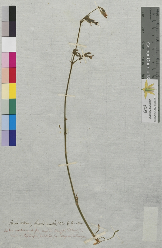 Silene nutans (Caryophyllaceae)