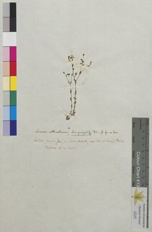 Linum catharticum (Linaceaea)