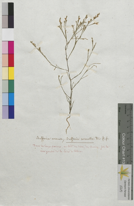 Bufonia annua (Caryophyllaceae)