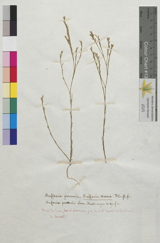 Bufonia perennis (Caryophyllaceae)