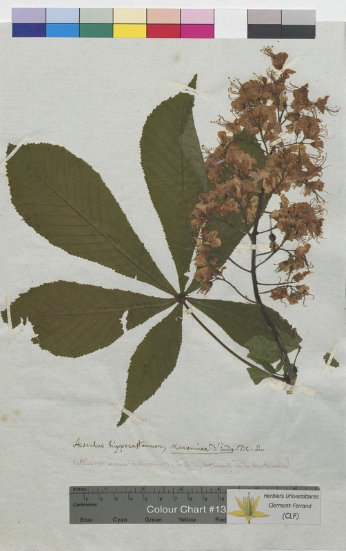 Aesculus hippocastanum (Hippocastanaceae)