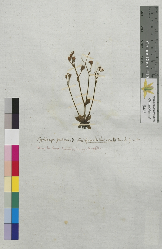 Saxifraga stellaris (Saxifragaceae)