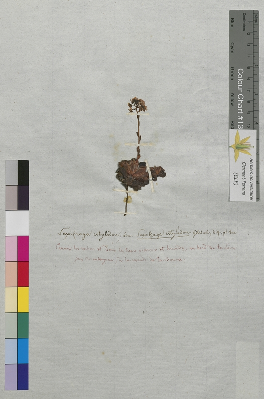 Saxifraga cotyledon (Saxifragaceae)