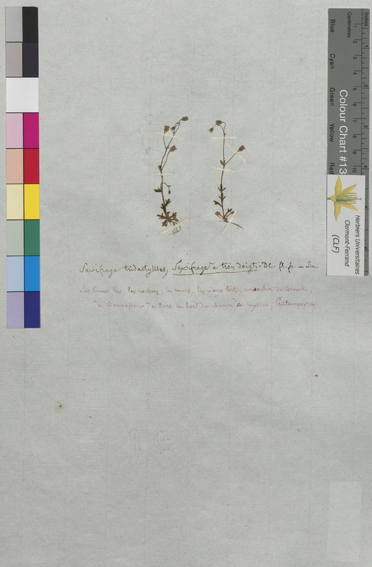 Saxifraga tridactylites (Saxifragaceae)