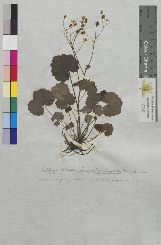 Saxifraga rotundifolia (Saxifragaceae)