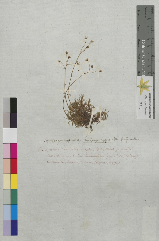 Saxifraga hypnoides (Saxifragaceae)
