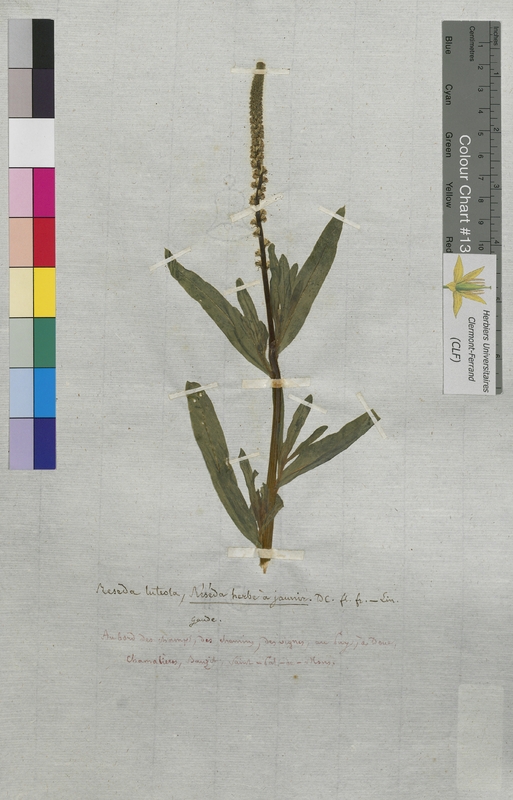 Reseda luteola (Resedaceae)