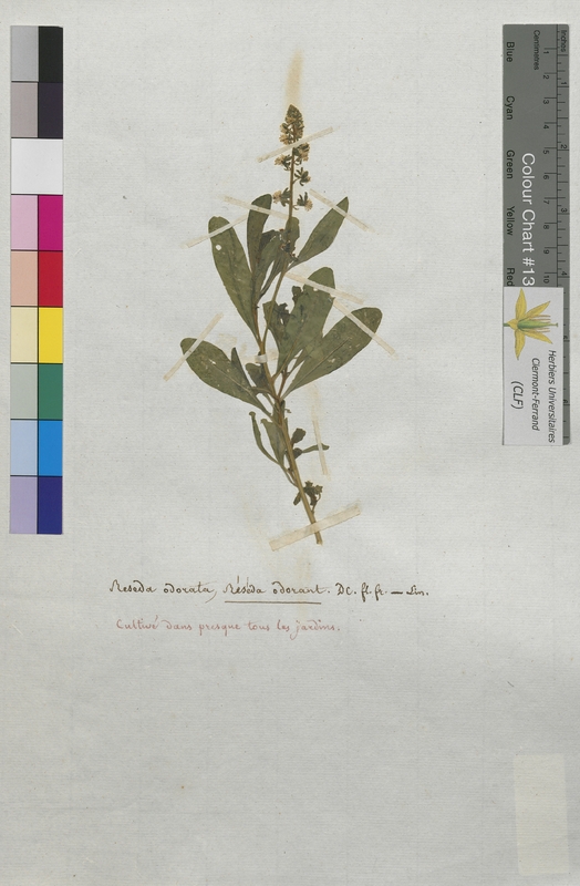 Reseda odorata (Resedaceae)