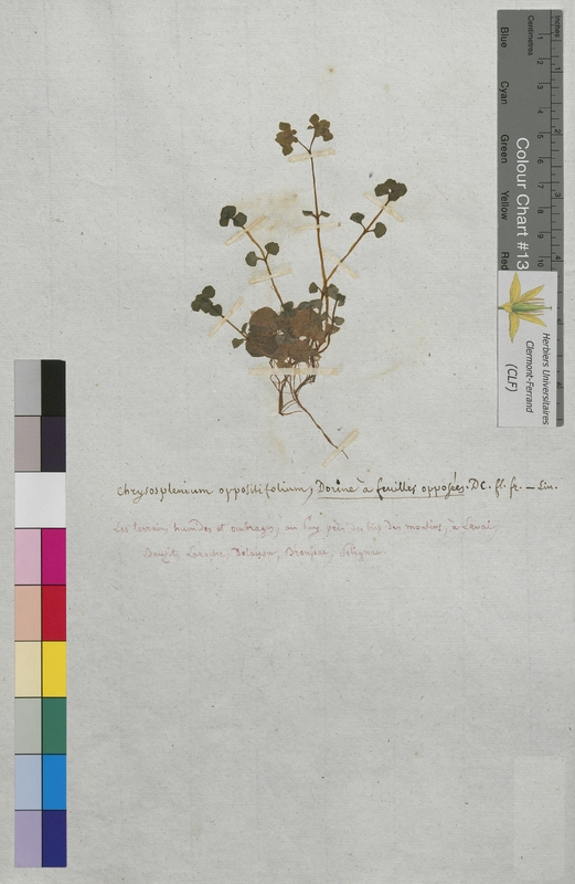 Chrysosplenium oppositifolium (Saxifragaceae)
