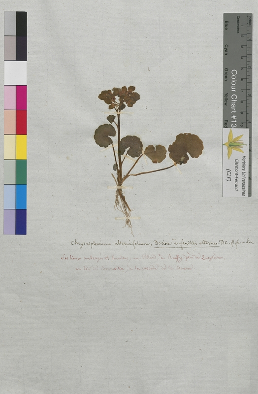 Chrysosplenium alternifolium (Saxifragaceae)