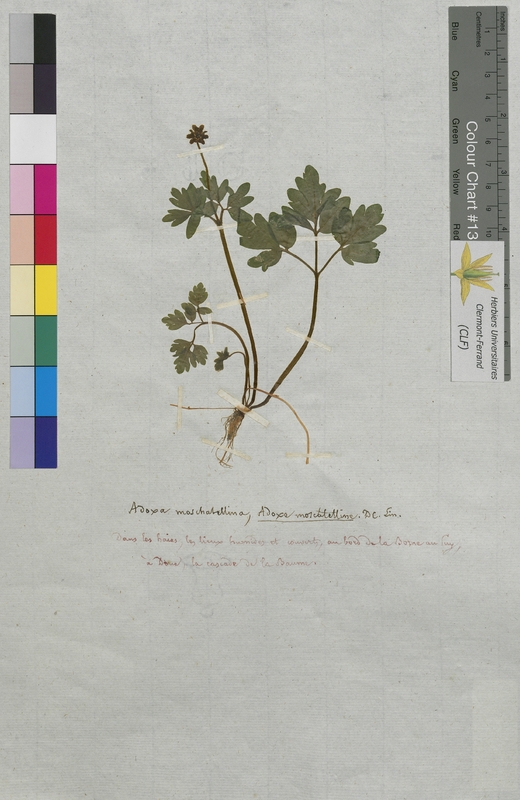 Adoxa moschatellina (Adoxaceae)