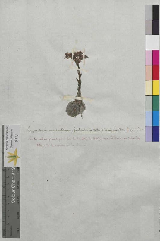 Sempervivum arachnoideum (Crassulaceae)