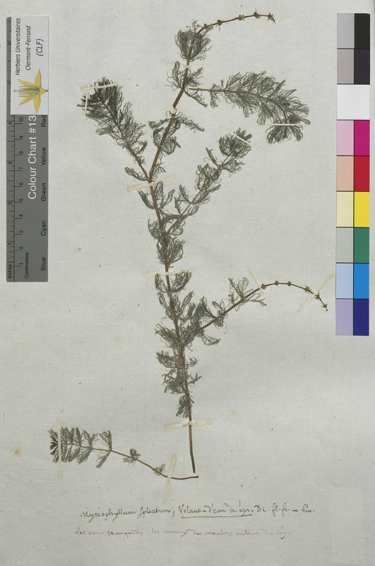 Myriophyllum spicatum (Haloragaceae)