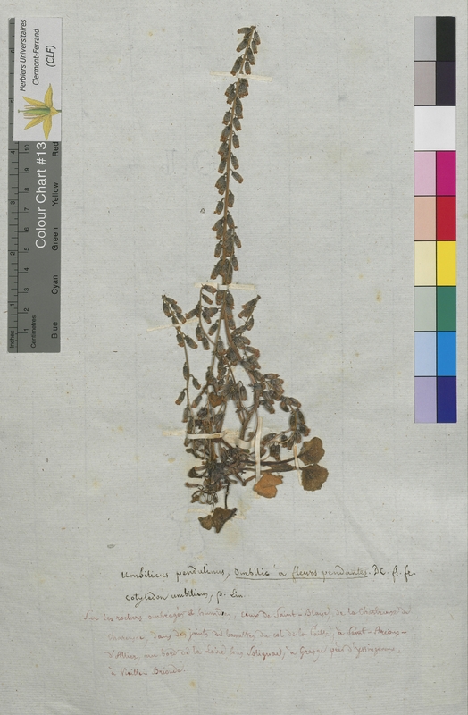 Umbilicus pendulinus (Crassulaceae)