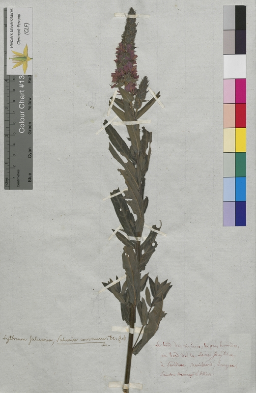 Lythrum salicaria (Lythraceae)