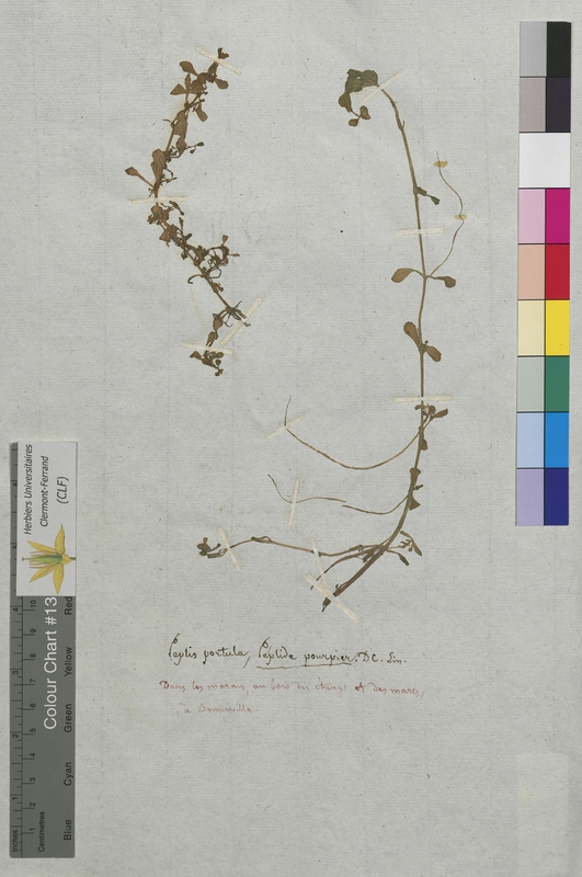 Peplis portula (Lythraceae)