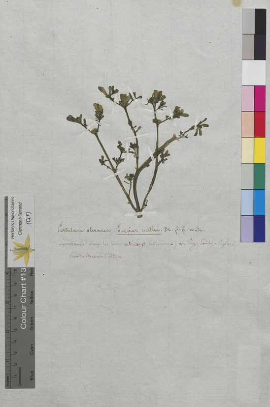 Portulaca oleracea (Potulacaceae)