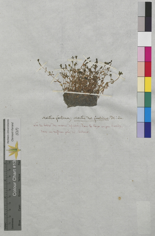 Montia fontana (Potulacaceae)