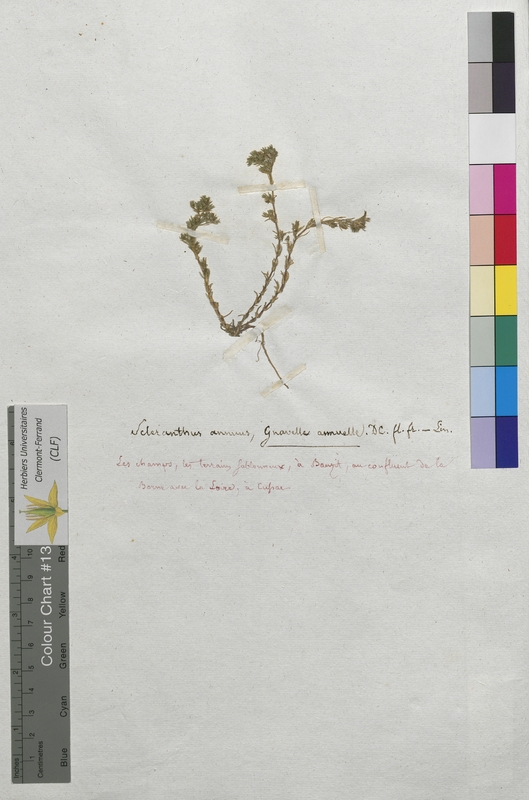 Scleranthus annuus (Illecebraceae)