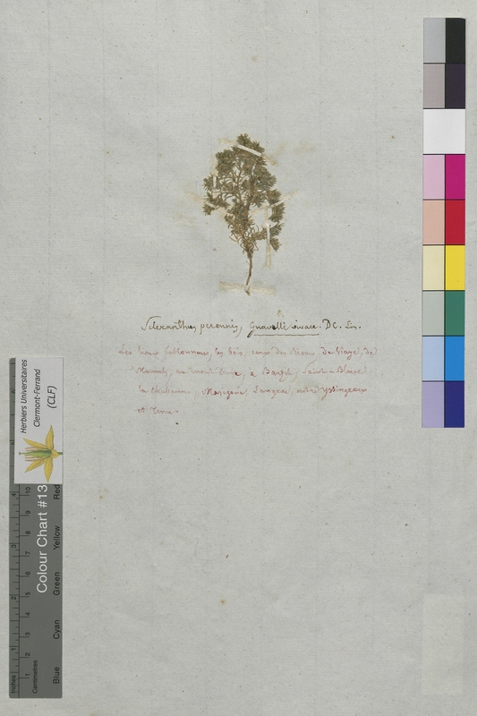 Scleranthus perennis (Illecebraceae)