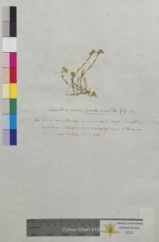 Scleranthus perennis (Illecebraceae)
