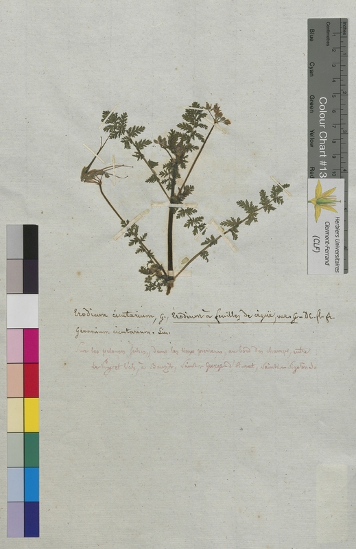 Erodium cicutarium (Geraniaceae)