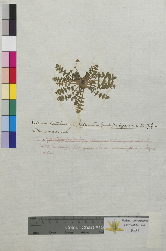 Erodium cicutarium (Geraniaceae)