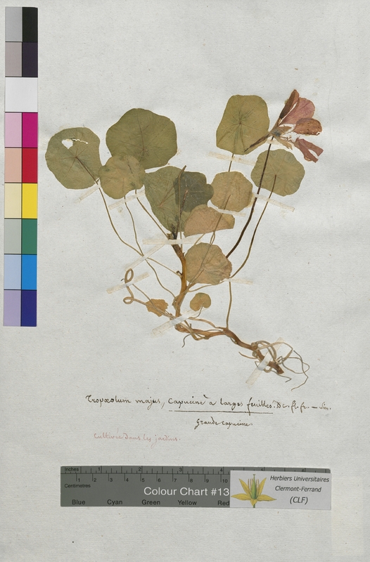 Tropaeolum majus (Tropeolaceae)