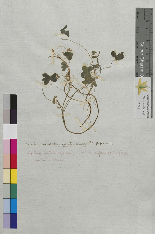 Oxalis corniculata (Oxalidaceae)
