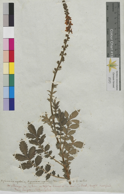 Agrimonia eupatoria (Rosaceae)