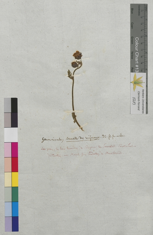 Geum rivale (Rosaceae)