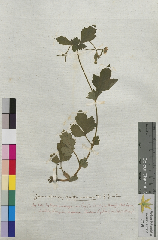 Geum urbanum (Rosaceae)