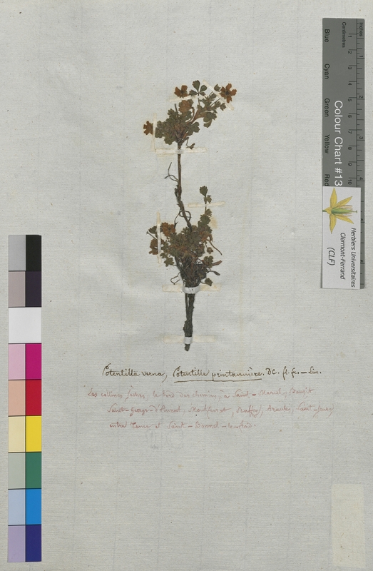 Potentilla verna (Rosaceae)