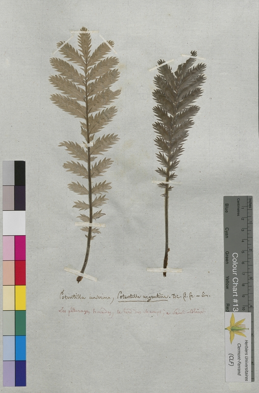 Potentilla anserina (Rosaceae)