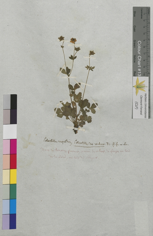 Potentilla rupestris (Rosaceae)