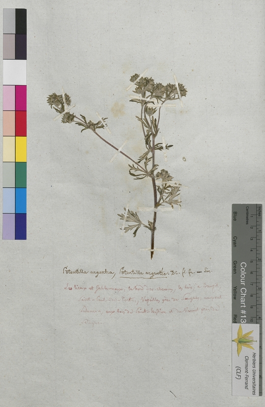 Potentilla argentea (Rosaceae)