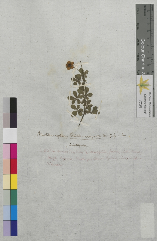 Potentilla reptans (Rosaceae)