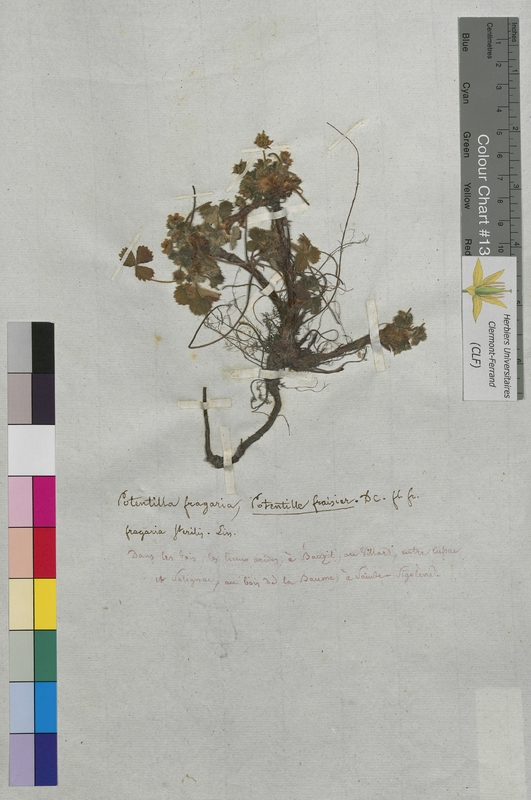 Potentilla fragaria (Rosaceae)