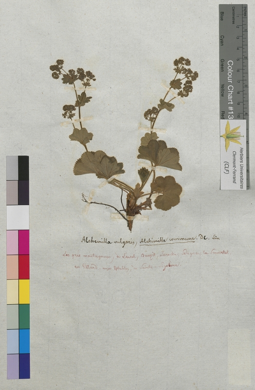 Alchemilla vulgaris (Rosaceae)