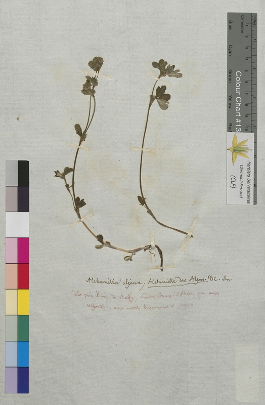 Alchemilla alpina (Rosaceae)