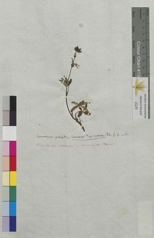 Comarum palustre (Rosaceae)