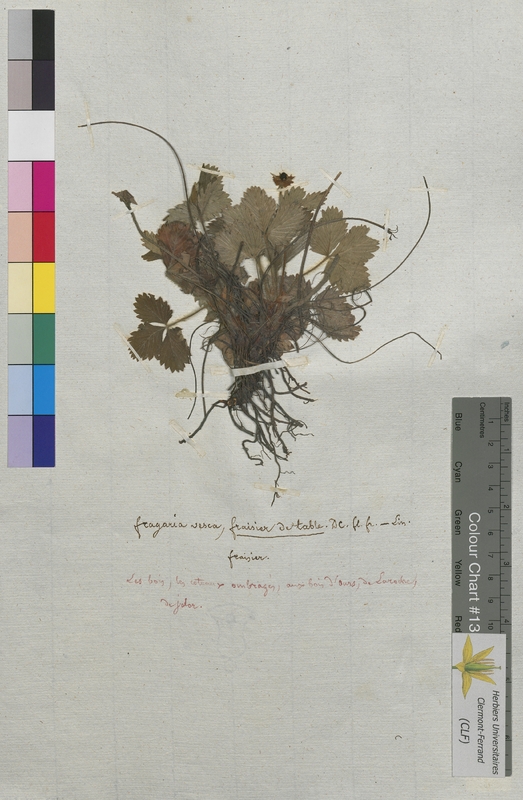 Fragaria vesca (Rosaceae)