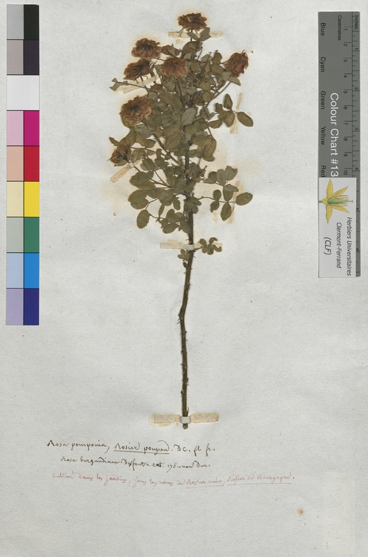 Rosa pomponnia (Rosaceae)