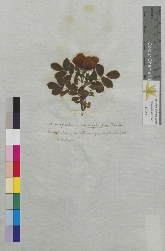 Rosa eglanteria (Rosaceae)