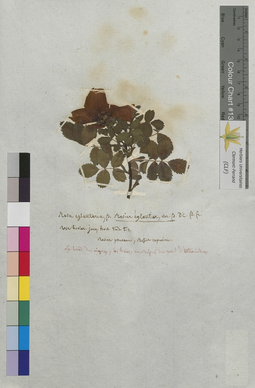Rosa eglanteria (Rosaceae)