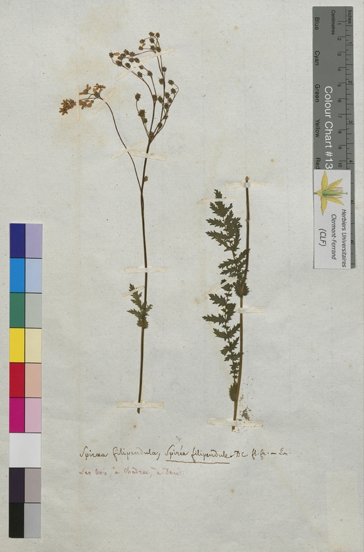 Spiraea filipendula (Rosaceae)