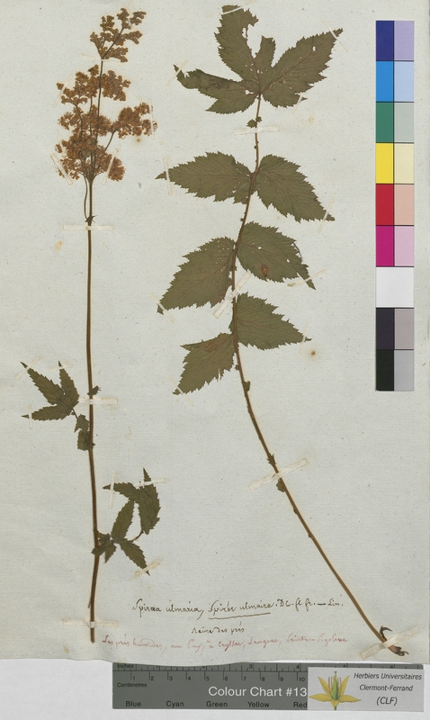 Spiraea ulmaria (Rosaceae)