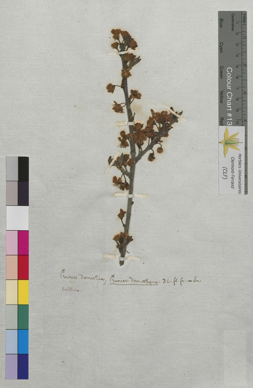 Prunus domestica (Rosaceae)